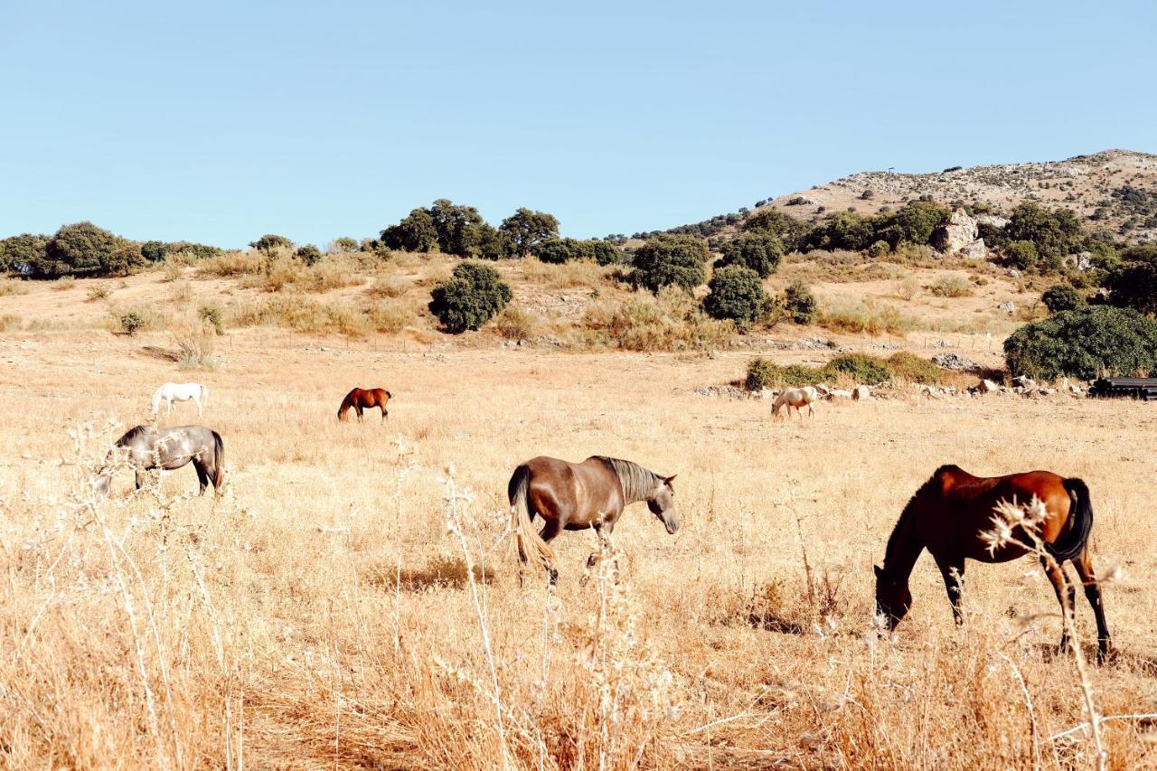 Los Pilares De Ronda Boutique & Hotel 외부 사진